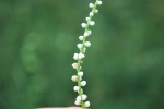 20140808ヤマノイモ	山の芋（雄花）	Dioscorea japonica	7～8月